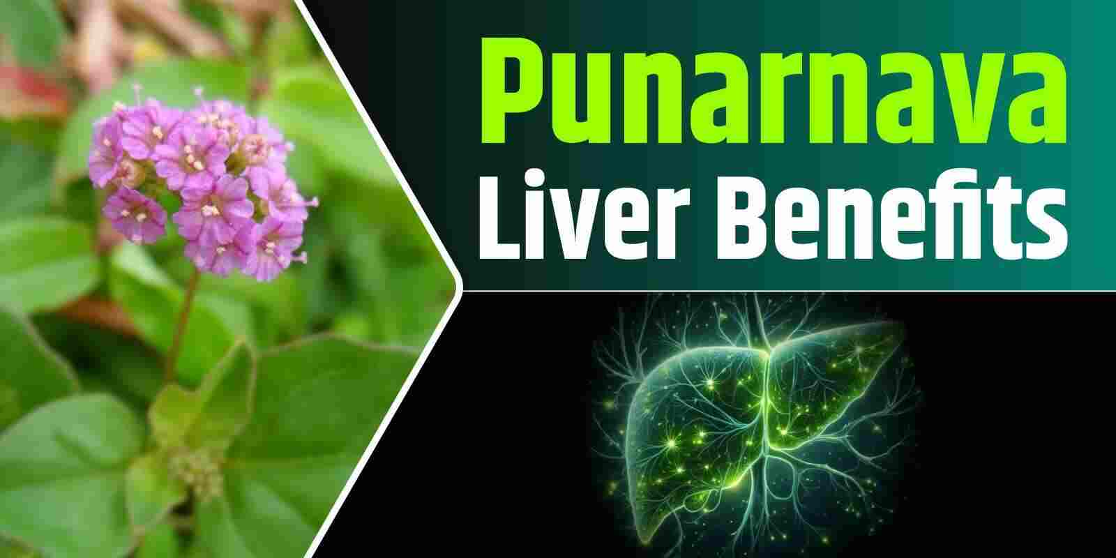 Discover the Liver Benefits of Punarnava in Ayurveda