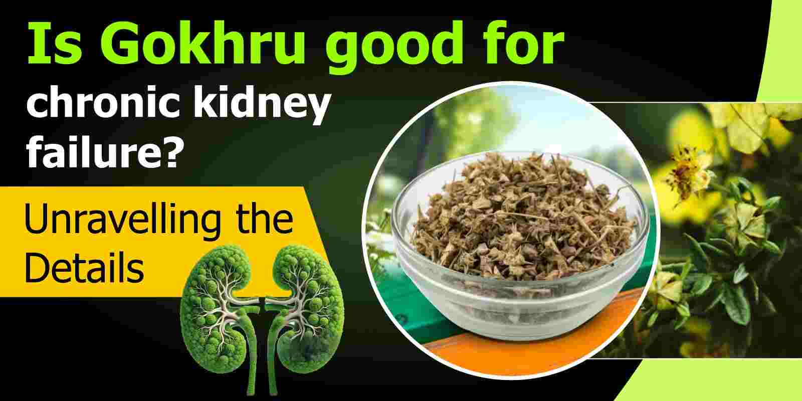 Is Gokhru Good for Chronic Kidney Failure? Benefits & Uses