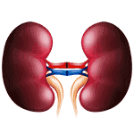 Acute Kidney Failure