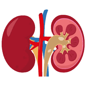 Kidney Shrinkage